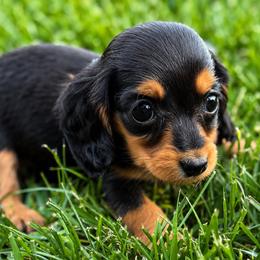 Pixie - Black and tan female Dachshund puppy in Salem, Oregon from Longdox Mini Dachshunds