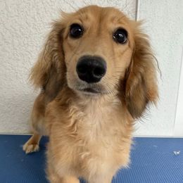 Clover - Dachshund