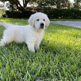 Golden Retriever Puppies from Blue water Goldens