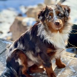 Sparrow - Miniature Australian Shepherd