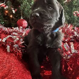 Goldendoodle Puppies from Sweetgrass Goldendoodles of Moncks Corner