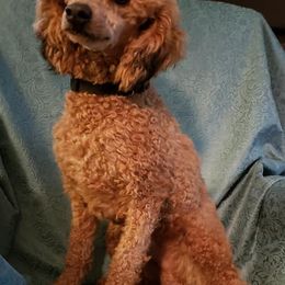 Poodles and Toy Australian Shepherds from McClain Ranch