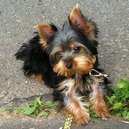 Yorkshire Terriers from Little Pawz Yorkies