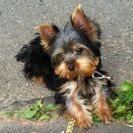 Yorkshire Terriers from Little Pawz Yorkies