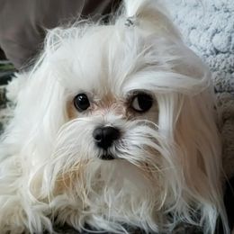 LINCOLN - Maltese