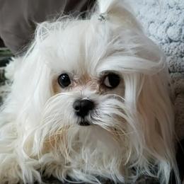 LINCOLN - Maltese
