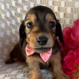 Jenga - Red female Dachshund puppy in Michigan from Hidden Haven Dachshunds