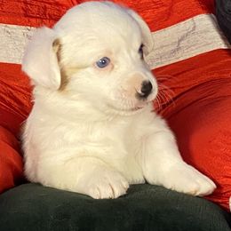 Girl 2 - female Cardigan Welsh Corgi puppy in Brookings, Oregon from Dragonfly Cardigans