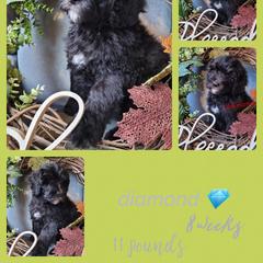Boy 7 - Saint Berdoodle puppy in St. Maries, Idaho from Casseldoodles @ CasselFarm