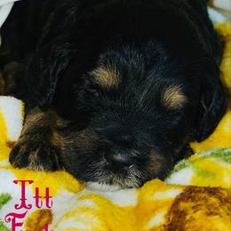 Itt - Tri-color female Bernedoodle puppy in Beecher, Illinois from Erica’s Doodles