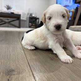 Axel - Parti male Miniature Schnauzer puppy in Corona, California from 92882 Schnauzerville