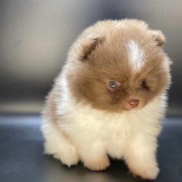 Pomeranian Puppies from Uniquepombabies