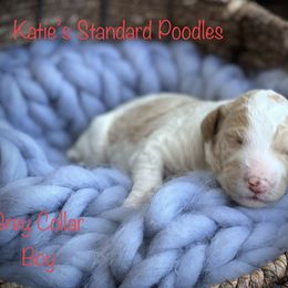 Poodle Puppies from Katie’s Standard Poodles