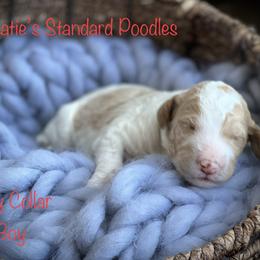 Poodle Puppies from Katie’s Standard Poodles