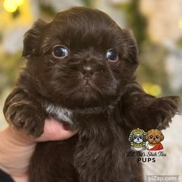 Jace - Chocolate male Shih Tzu puppy in Walkertown, North Carolina from Lil’ Bit’s Shih Tzu