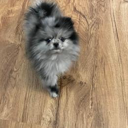 Pomeranian Puppies from The Pom patch