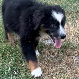 Milo - Black tri-color male Australian Shepherd puppy in Plant City, Florida from G2K9’s
