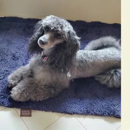 Lucy - Poodle