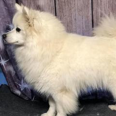 American Eskimo Dogs, Newfoundlands, and Siberian Huskies from Blossom Trail Kennel