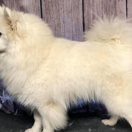 American Eskimo Dogs, Newfoundlands, and Siberian Huskies from Blossom Trail Kennel