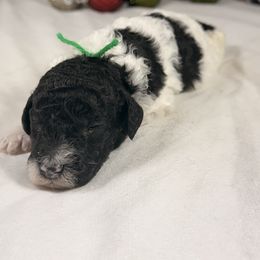 Blitzen - Parti male Poodle puppy in Luana, Iowa from Country View Bernedoodles and Goldendoodles