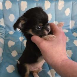 Titan - Black and tan male Chihuahua puppy in Kyle, Texas from joy of chihuahuas tx