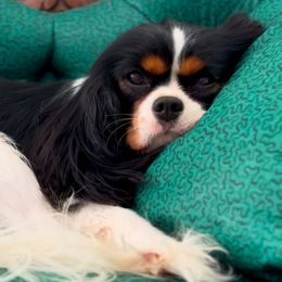 Daphne - Cavalier King Charles Spaniel