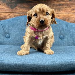 Anastasia (Ana) - Red female Cavapoo puppy in Lancaster, Missouri from Cavapoo Acres