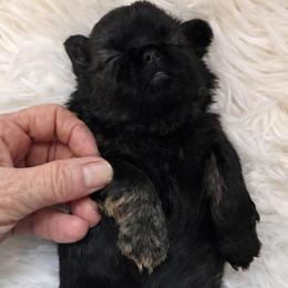 Jovi - Brindle male Shih Tzu puppy in Tallahassee, Florida from Bows and Bow Ties