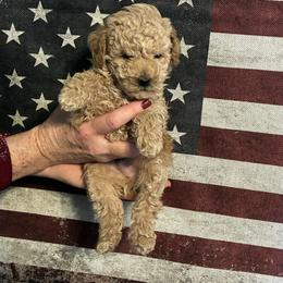 Cooper - Cream male Poodle puppy in Bellwood, Nebraska from Sunflower Poodles