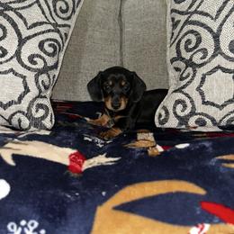 Black and Cream Female 1 - Black and tan female Dachshund puppy in Blackstone, Virginia from Cheyenne's Dachshunds