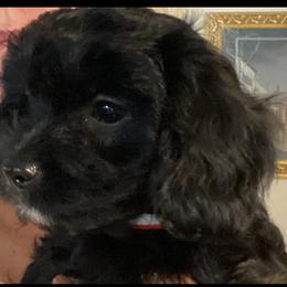 Cavapoo Puppies from Bubble-ishous Cavapoos