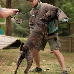 Scar - Black brindle male Dutch Shepherd puppy in Signal Mountain, Tennessee from Torgun Police Dogs