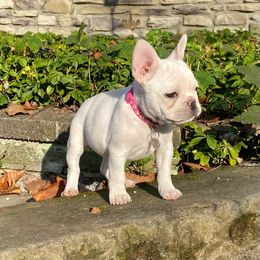 French Bulldog Puppies from Creekside