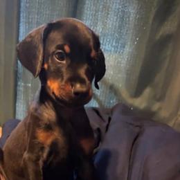 Theodore - Black and rust male Doberman Pinscher puppy in Youngsville, North Carolina from di Casa Ortiz German Shepherds