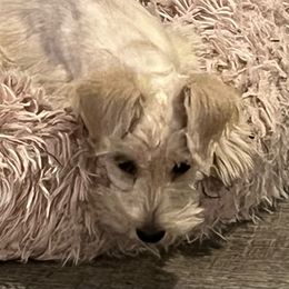 Girl 3-Gracie - White Miniature Schnauzer puppy in Port Orchard, Washington from Silver Bells Miniature Schnauzers