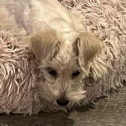 Girl 3-Gracie - White Miniature Schnauzer puppy in Port Orchard, Washington from Silver Bells Miniature Schnauzers