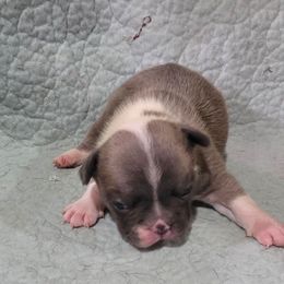 Boy 1 - Blue fawn male French Bulldog puppy in Cabool, Missouri from Shannon French Bulldogs