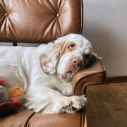 Honey Bee - Clumber Spaniel
