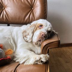 Honey Bee - Clumber Spaniel