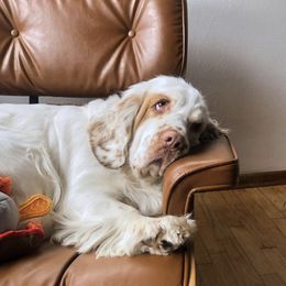 Honey Bee - Clumber Spaniel