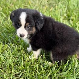 Basil - Black tri male Toy Australian Shepherd puppy in Polk City, Florida from Skaky Shepherds