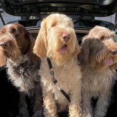 Spinoni Italiani from Pawleys Island Gun Dogs