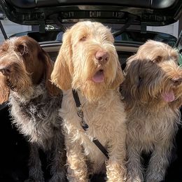 Spinoni Italiani from Pawleys Island Gun Dogs
