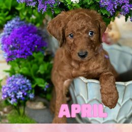 April - Red  Goldendoodle puppy in Clinton, New Jersey from Doodles by Dana