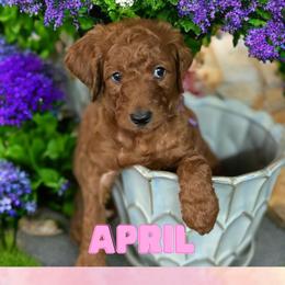April - Red  Goldendoodle puppy in Clinton, New Jersey from Doodles by Dana