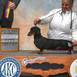 Felix - Black and tan male Dachshund puppy in Mountain Grove, Missouri from Blueprint K9 Dachshunds- www.BlueprintK9.com