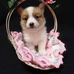 Pembroke Welsh Corgi Puppies from Foxfurewe Corgis