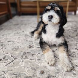 Winnie - Bernedoodle