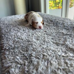 Dapple female - Dapple female Dachshund puppy in San Diego, California from San Diego Dachshunds